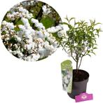 Prunus glandulosa Alba Plena + pot 19cm, Tuin en Terras, Planten | Tuinplanten, Verzenden