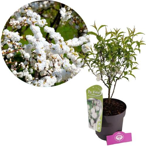 Prunus glandulosa Alba Plena + pot 19cm, Tuin en Terras, Planten | Tuinplanten, Verzenden