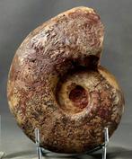 Mooie ammoniet met mooie kleuren - Gefossiliseerd dier -, Verzamelen, Mineralen en Fossielen