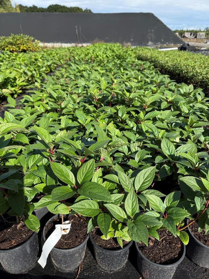 Hortensia’s en Pluimhortensia  in verschillende kleuren, Tuin en Terras, Planten | Tuinplanten, Ophalen of Verzenden