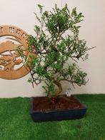 Chinese peper bonsai (Zanthoxylum) - Hoogte (boom): 60 cm -, Antiek en Kunst