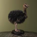 Struisvogel Kuiken Zwart Taxidermie Opgezette Dieren By Max, Ophalen of Verzenden, Nieuw, Vogel, Opgezet dier