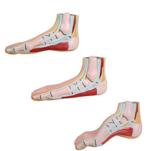 Anatomie model voet (normale voet, platvoet en holvoet), Sport en Fitness, Massageproducten