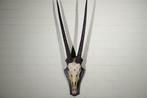 spiesbok Schedel - oryx - 20 cm - 115 cm - 38 cm- non-CITES