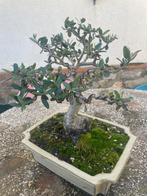 Olijf bonsai (Olea europaea) - Hoogte (boom): 21 cm - Diepte, Antiek en Kunst, Kunst | Schilderijen | Klassiek