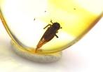 Authentieke Baltische barnsteen met fossiele insecten, Nieuw
