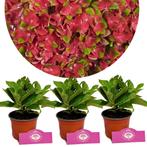 Hydrangea macrophylla Glossy lips+ Pot 9cm 3 s, Tuin en Terras, Verzenden, Halfschaduw