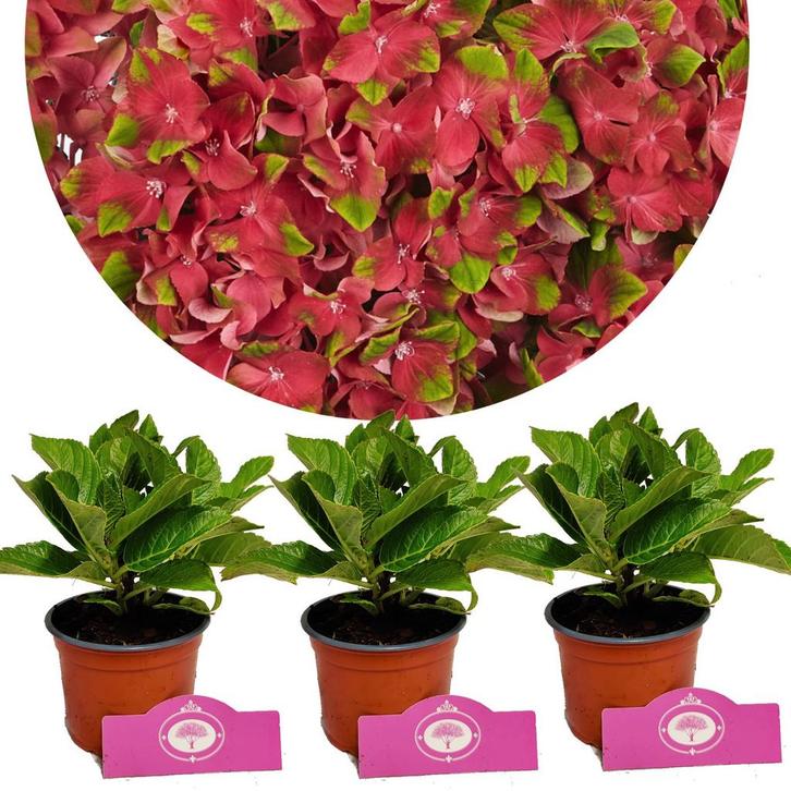 Hydrangea macrophylla Glossy lips+ Pot 9cm 3 s, Tuin en Terras, Planten | Fruitbomen, Halfschaduw, Verzenden