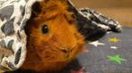 Handgemaakte Anti plas dekens voor cavia en konijn NIEUW