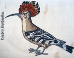 Conrad Gesner - First Issue - Woodcut of Hoopoe bird,