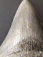 Megalodon - Gefossiliseerde slagtand - megalodon - 10.5 cm