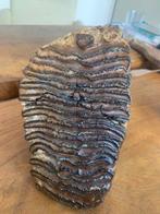 Kies - Fossiele kies - Olifanten kies - 15 cm - 15 cm, Verzamelen