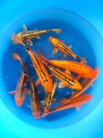 Hirasawa Marusei 28-35cm (Japanse Koi), Dieren en Toebehoren, Vissen | Vijvervissen, Karper of Koi