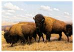 Roberto Cavalli - AROUND AMERICA Reliquary bison (148)