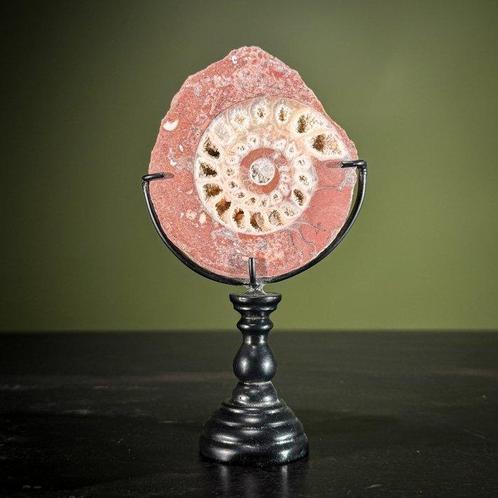 Prachtige set van ammoniet met Reg Maligano Jasper bol op, Antiek en Kunst, Kunst | Designobjecten