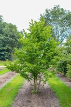 Magnolia x loebneri Merrill meerstammig