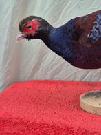 Hume fazant Taxidermie volledige montage - Syrmaticus humiae, Nieuw