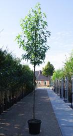 Liquidambar styraciflua Worplesdon - Amberboom, Halfschaduw, Overige soorten, 250 tot 400 cm, Verzenden