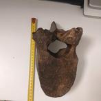 Wolharige mammoet - Fossiel wervelbot - mammuthus, Verzamelen