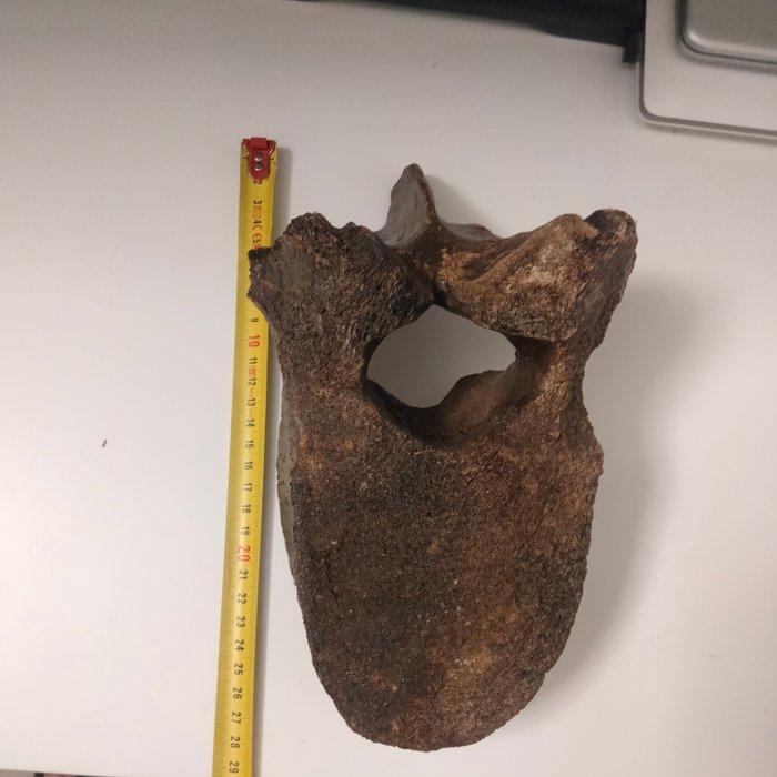 Wolharige mammoet - Fossiel wervelbot - mammuthus, Verzamelen, Mineralen en Fossielen