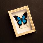 Vlinder Taxidermie volledige montage - Papilio ulysses -, Nieuw