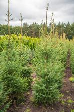 Picea omorika 175-200 kluit., Tuin en Terras, Conifeer, Struik, 100 tot 250 cm