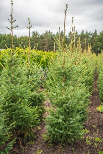 Picea omorika 175-200 kluit. beschikbaar voor biedingen