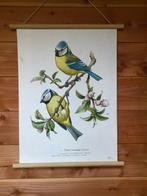 Kronen-Verlag Erich Cramer Hamburg. - schoolplaat zangvogel