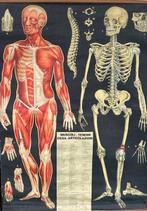 4 large original anatomy posters - Schoolkaart (4) - Canvas