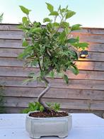 Malus halliana bonsai in mooie bonsaischaal - Hoogte (boom):