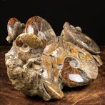Buitengewoon agglomeraat van ammonieten - Fossiel fragment -, Nieuw