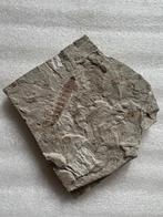 Insekt - Gefossiliseerd dier - Larve de Tenebrionidae - 6.5