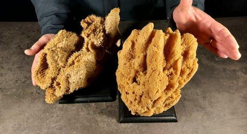 Paar zeldzame zeesponzen met voetstuk Taxidermie volledige, Verzamelen, Dierenverzamelingen