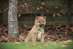 Shiba Inu pups te koop, Belgisch Shiba fokker, Dieren en Toebehoren, Parvo, België, 8 tot 15 weken, Poolhond