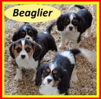 !!!!  Beaglier-puppy's  !!!!