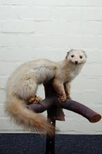 Stone Marten - Taxidermie volledige montage - Martes foina -, Verzamelen, Dierenverzamelingen, Nieuw