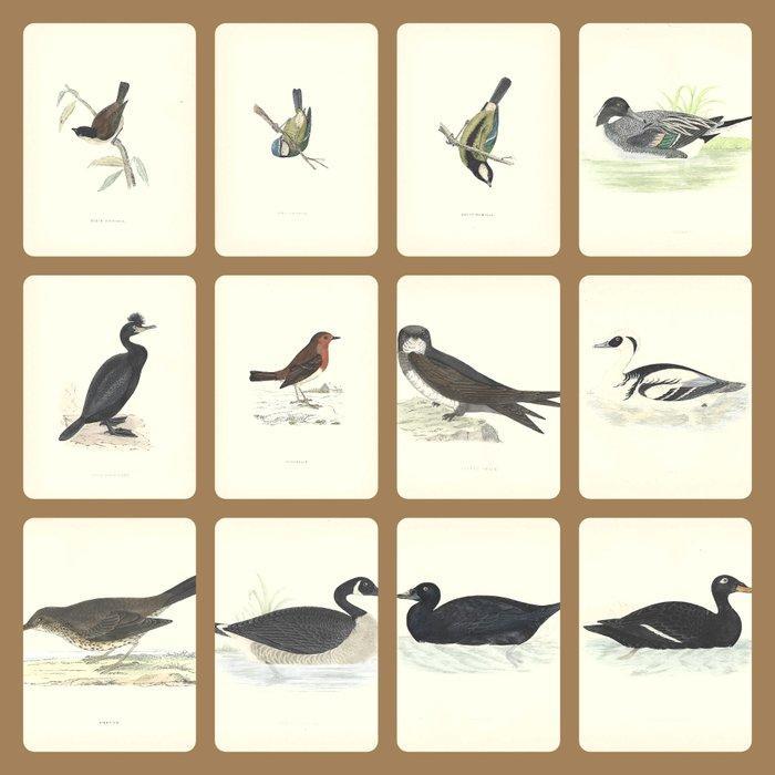 F.O. Morris/Alexander Lydon/Benjamin Fawcett - A History of, Antiek en Kunst, Antiek | Boeken en Bijbels