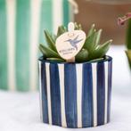 Kolibri Company | Plantenset Mediterranean Sunset | Witte Ph, Verzenden