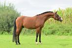 Bloedmooie 9 jarige D pony ruin - Betrouwbare wedstrijdpony!