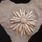 Fossiele Echinoïde op Matrix - Fossiel skelet -