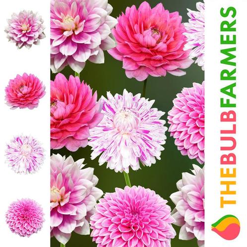 The Bulb Farmers - 12 x Dahlia pakket  Passion for Pink, Tuin en Terras, Bloembollen en Zaden, Bloembol, Verzenden