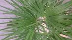 Winterharde Palmboom Trachycarpus Fortunei stamhoogte 20 cm, Tuin en Terras, Planten | Tuinplanten, Verzenden