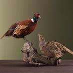 Fazant Koppel Taxidermie Opgezette Dieren By Max, Verzamelen, Dierenverzamelingen, Ophalen of Verzenden, Nieuw, Vogel, Opgezet dier