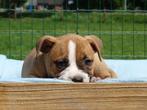 Old English Bulldog pups! | Mogen mee! | Hartelijk Welkom., Parvo, Nederland, 8 tot 15 weken, Bulldog