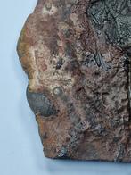 Crinoide - Gefossiliseerd dier - 20 cm (Zonder Minimumprijs), Verzamelen