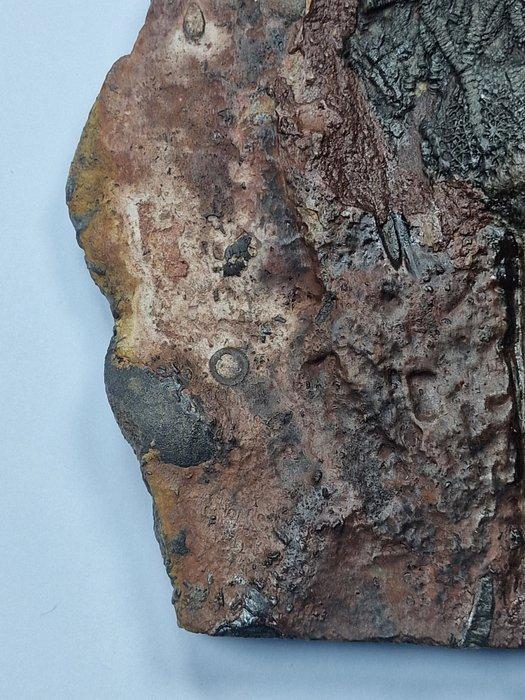 Crinoide - Gefossiliseerd dier - 20 cm (Zonder Minimumprijs), Verzamelen, Mineralen en Fossielen