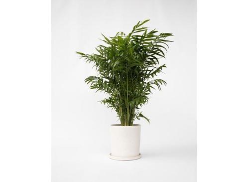 Chamaedorea Elegans Mexican Dwarf Palm P20, Huis en Inrichting, Kamerplanten, Verzenden