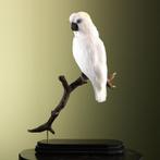 Blauwoogkaketoe Taxidermie Opgezette Dieren By Max, Ophalen of Verzenden, Nieuw, Vogel, Opgezet dier