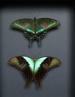 Vlinder Taxidermie volledige montage - Papilio maackii x, Verzamelen, Dierenverzamelingen, Nieuw