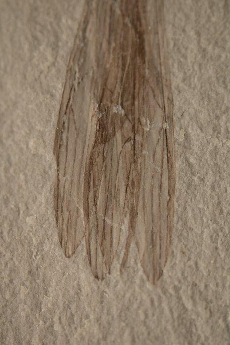 Uitzonderlijke ultrazelzamer behouden Jurassic-rups -, Verzamelen, Mineralen en Fossielen